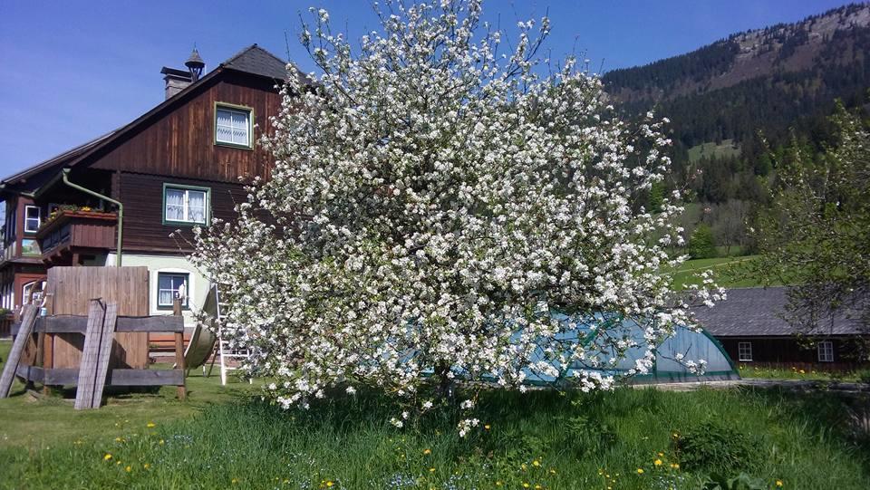 Bunzbauernhof Villa Bad Mitterndorf Ngoại thất bức ảnh